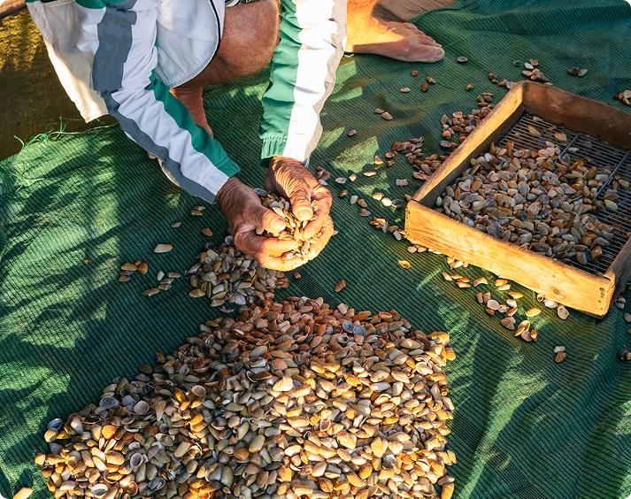 intasa alimentario