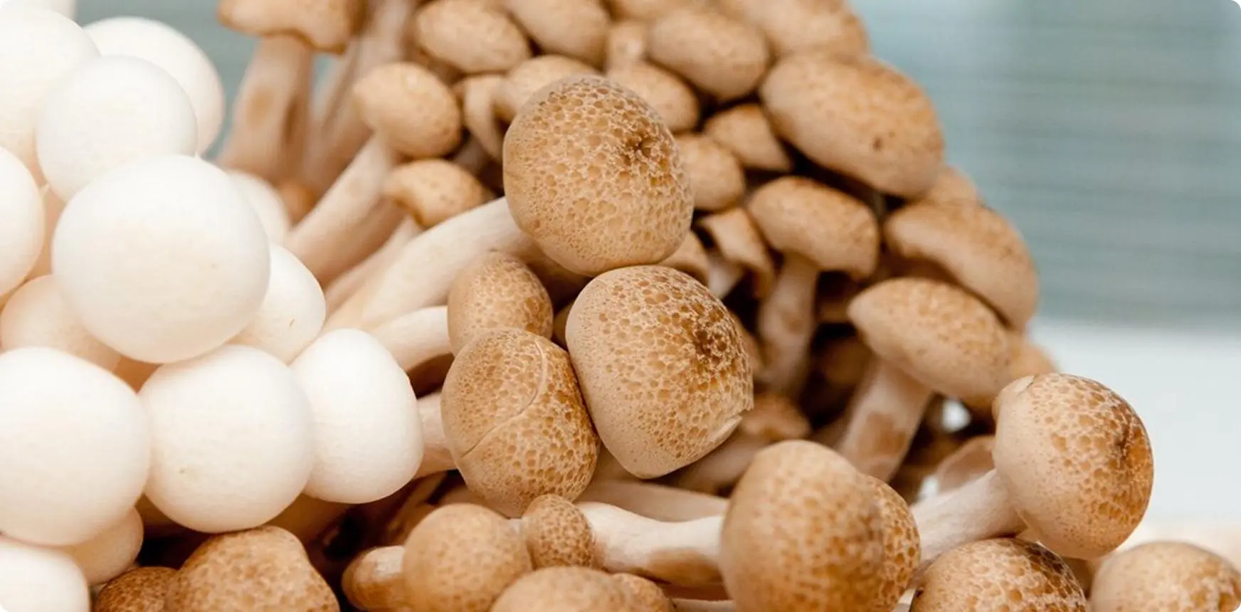 Conservación de Hongos: Cómo Evitar Contaminaciones en el Proceso de Almacenaje y Distribución