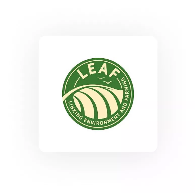 leaf